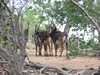 Maszkos antilopok a Chobe Nemzeti Parkban