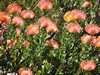 Kirstenbosch Botanikus Kert