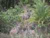 Kudu antilopok, St. Lucia tó partján