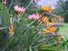 Kirstenbosch Botaniukus Kert, Proteák és Strelíciák