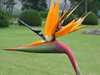 Kirstenbosch Botanikus Kert, Strelícia
