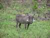 Varacskos disznó, St. Lucia tórenszer