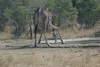 Krüger Nemzeti Park, szomjas zsiráf 3