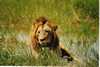 Oroszlán, Ngorongoro Nemzeti Park