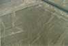 Nazca vonalak, Fa (97 m)