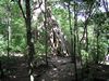 Trópusi szárazeredő, Rincon de la Vieja NP