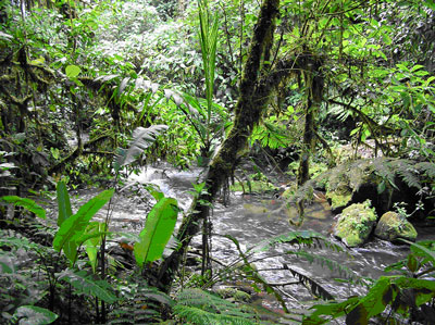 Esőerdő, Costa Rica, a szerző felvétele