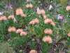 Kirstenbosch Botanikus Kert, Tűpárnaproteák