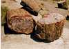 Petrified forest Arizona