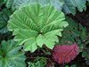 Gunnera sp. levele, Poas vulkán